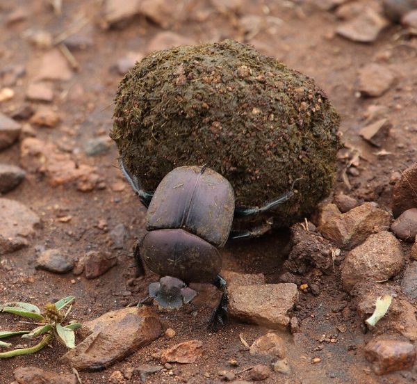 Dung Beetle pushing a ball of dung
